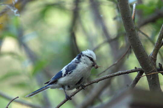 Image of Azure Tit