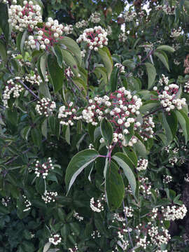 Image of Gray Dogwood