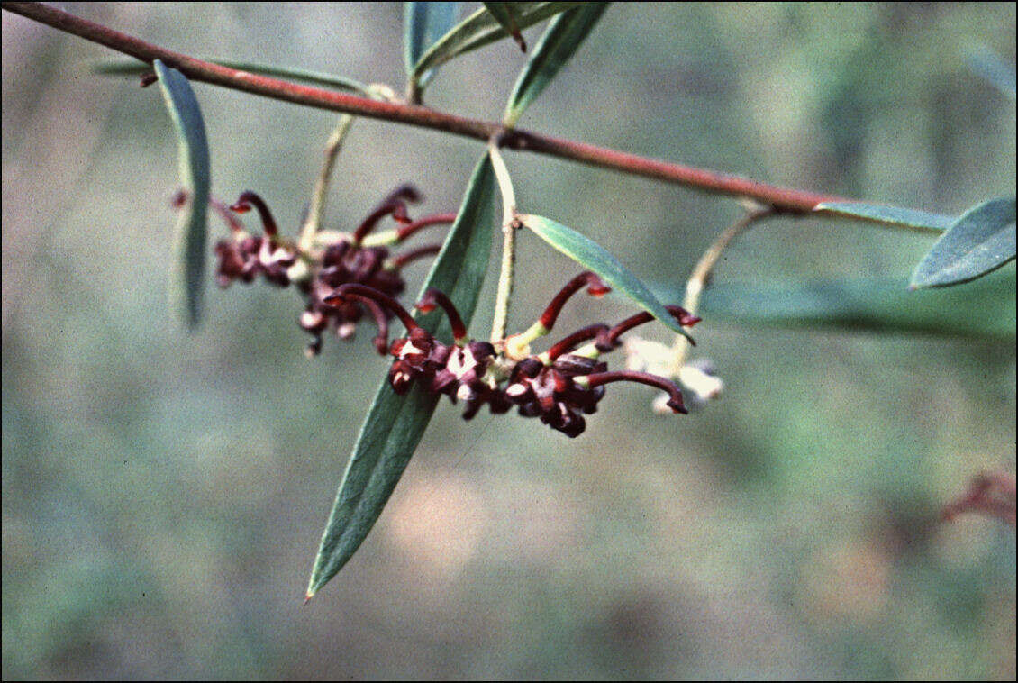 Image of Grevillea diffusa Sieber ex Meissn.