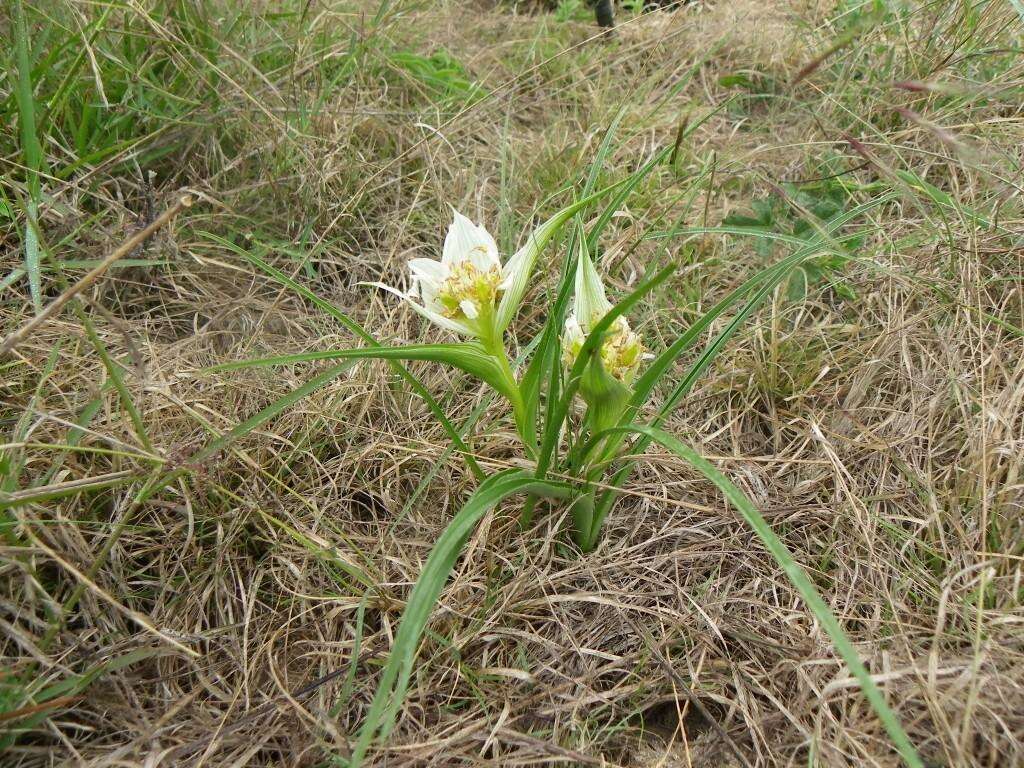 Image of African crocus