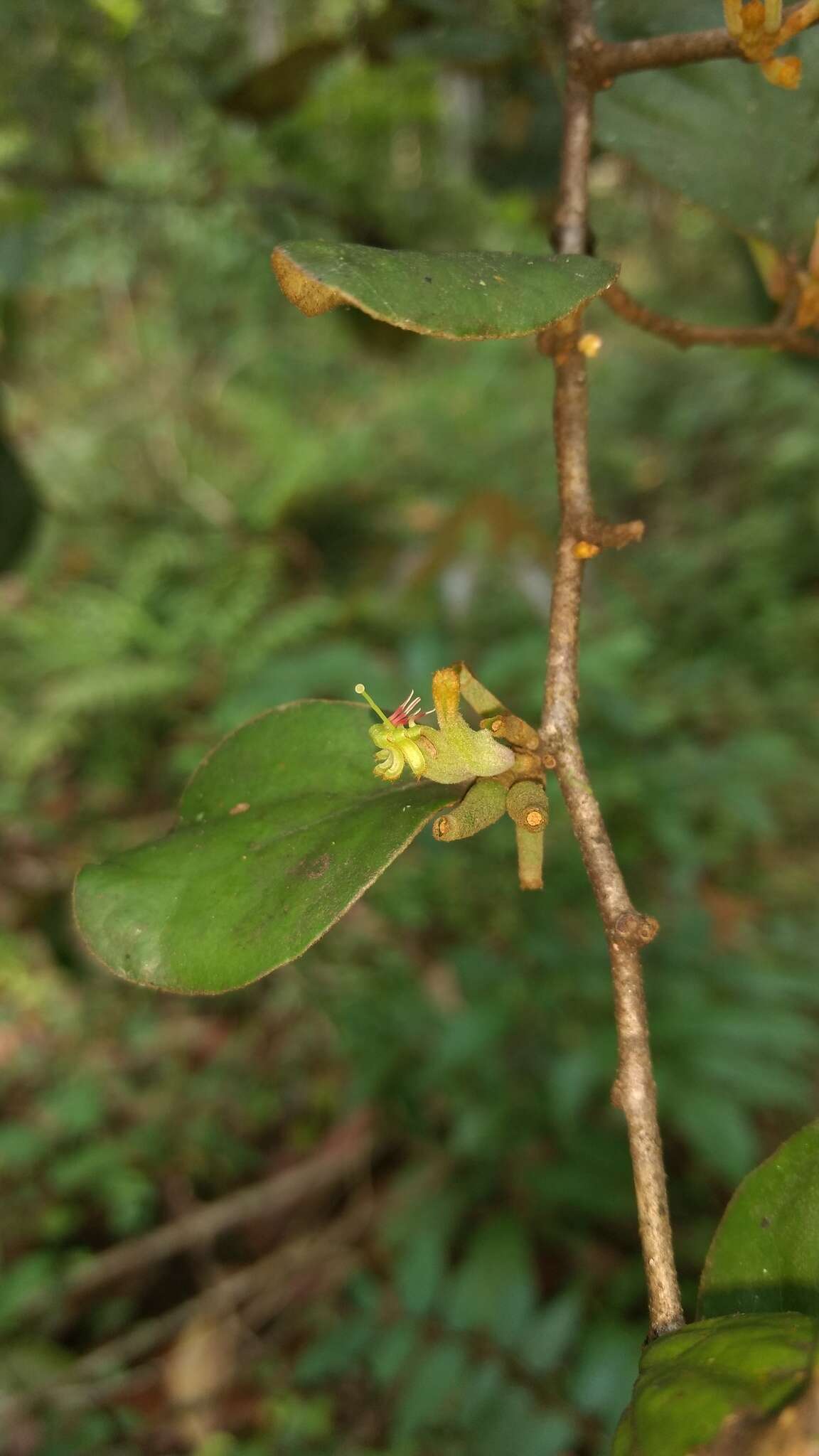 Image of Taxillus tomentosus (Heyne ex Roth) van Tiegh.