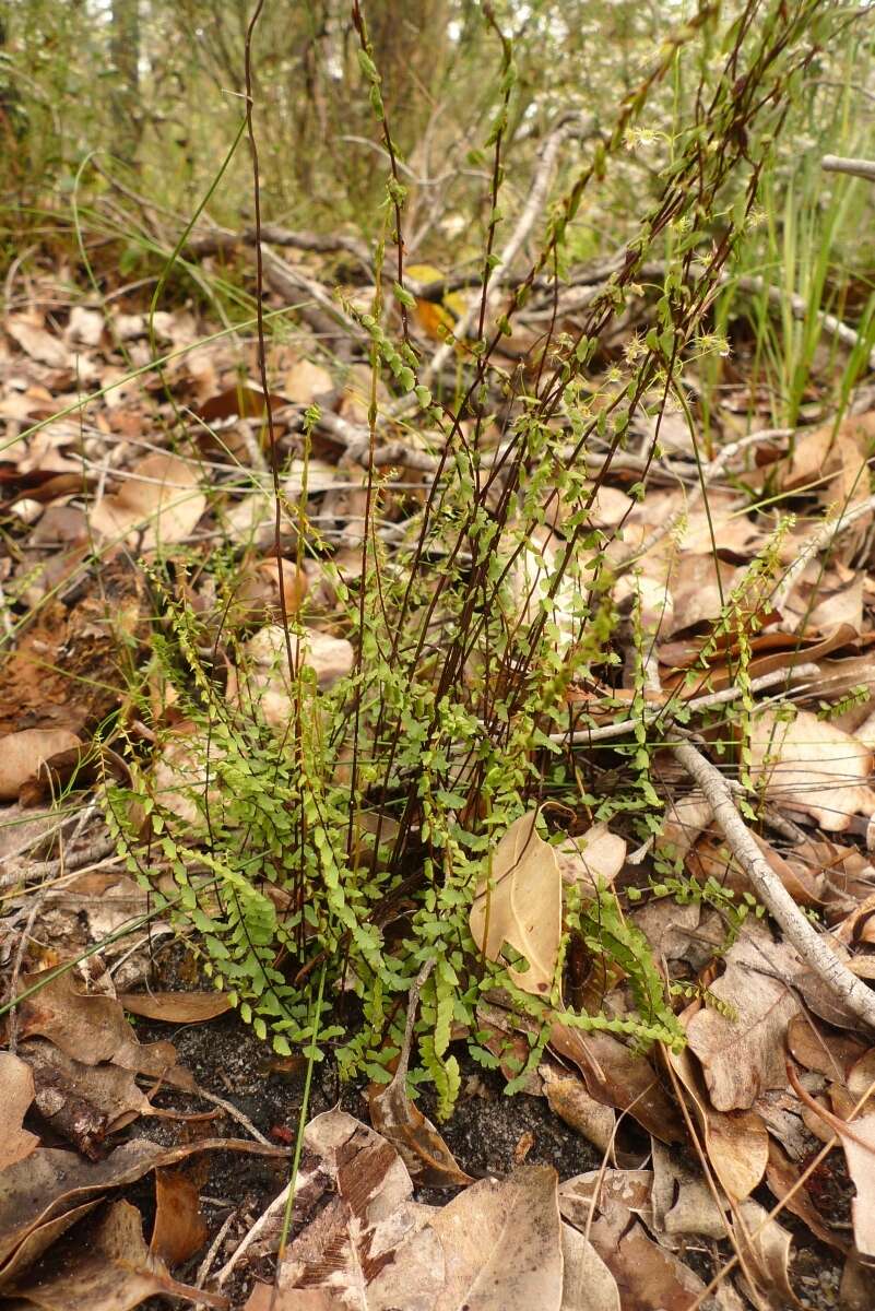 Image of Lindsaea linearis Sw.