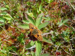 Image of cranberry fritillary