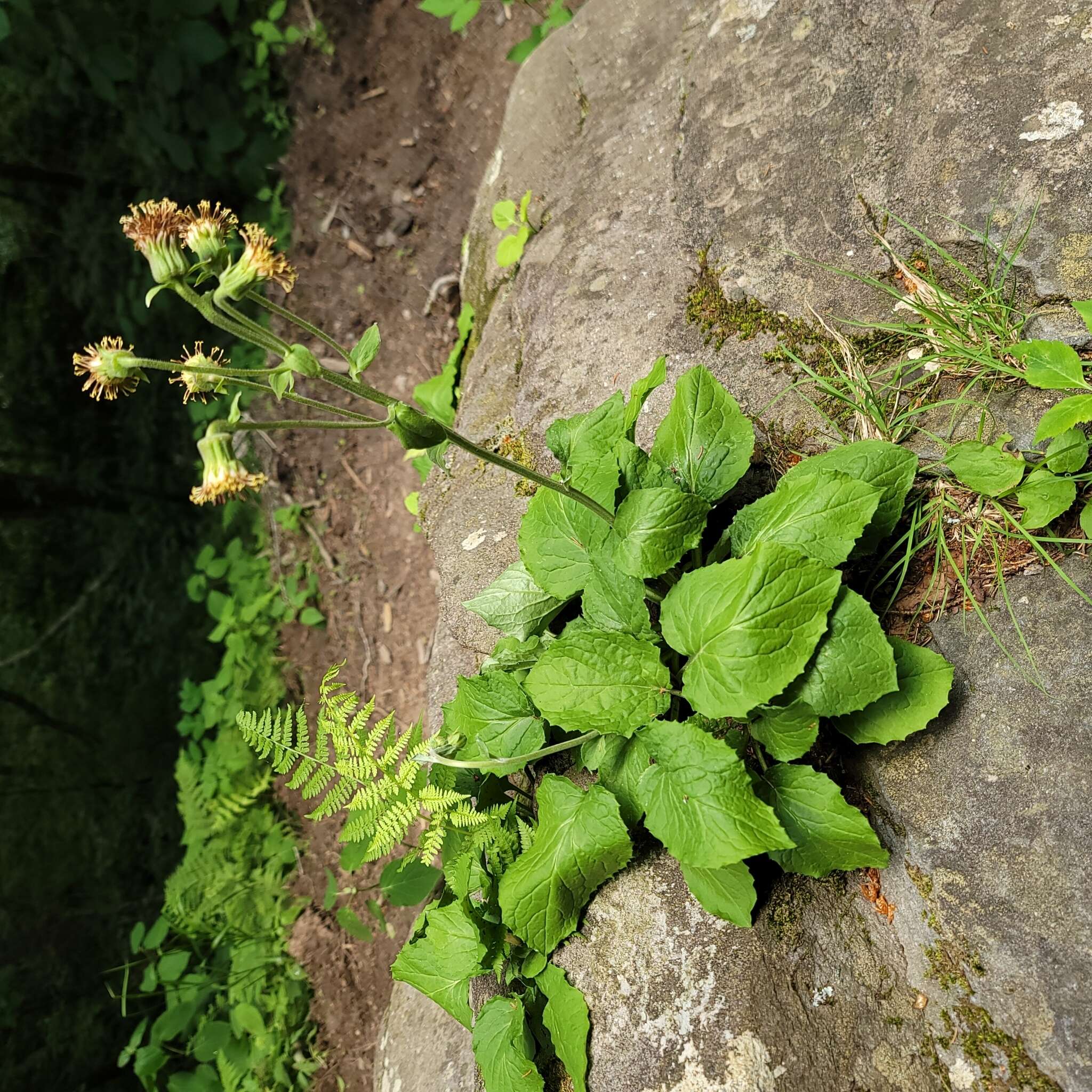 Image of Rugel's Indianplantain