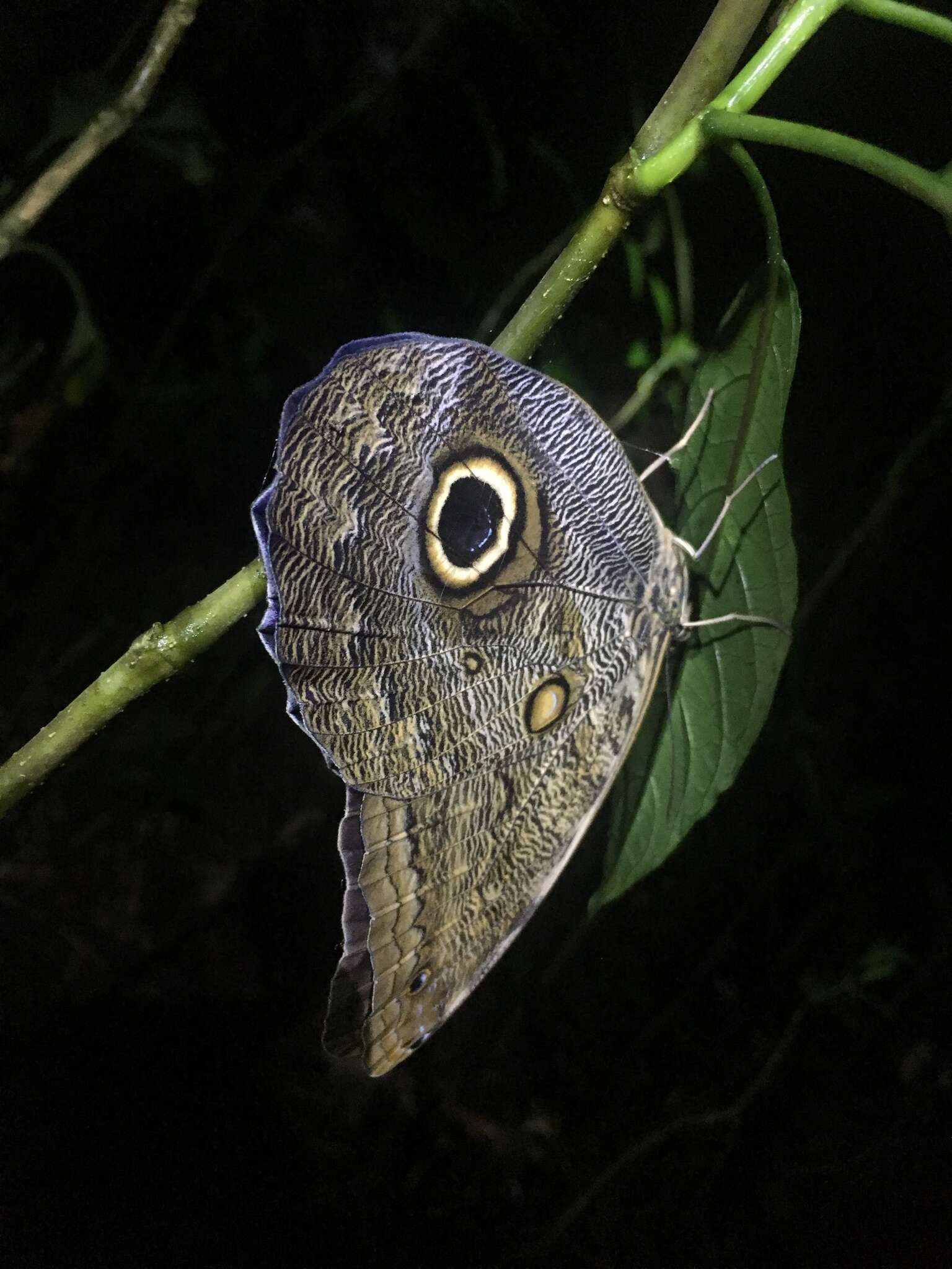 Imagem de Caligo brasiliensis minor Kaye 1904