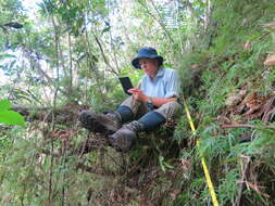 Image of Sirochloa parvifolia (Munro) S. Dransf.