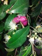 Syzygium paniculatum Gaertn. resmi