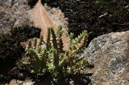 Crassula sieberiana (Schultes & J. H. Schultes) Druce resmi