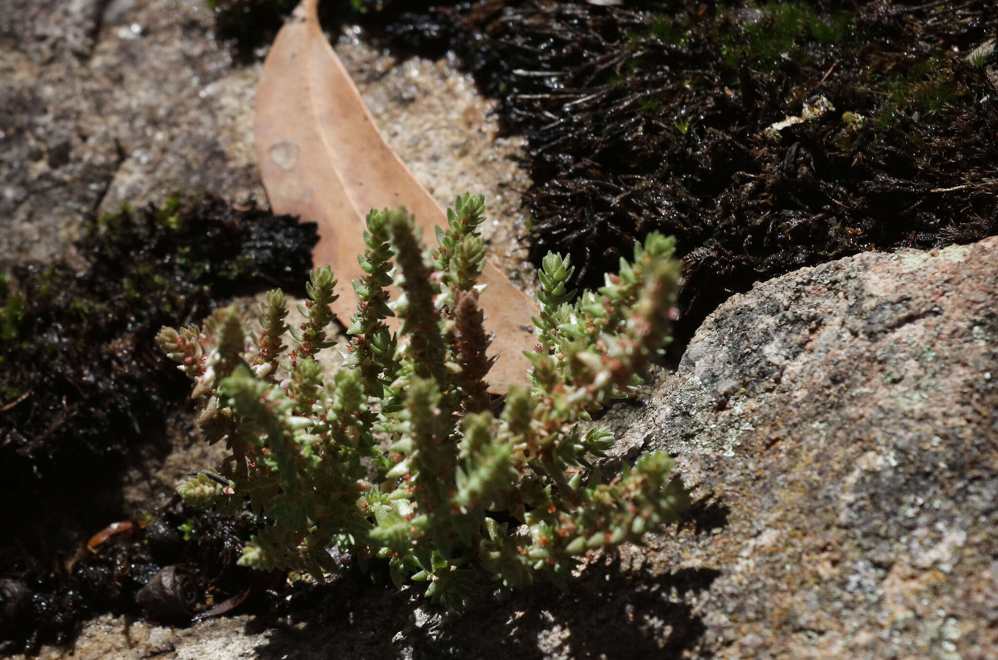 Image of Siberian pygmyweed