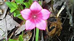 Imagem de Spigelia scabrella Benth.