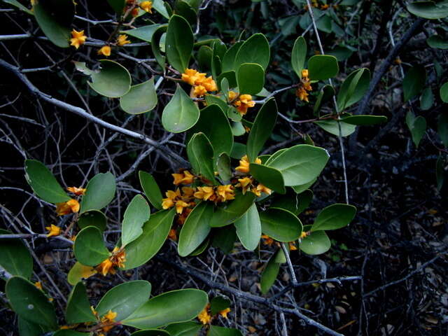 Plancia ëd Pterocelastrus tricuspidatus (Lam.) Walp.