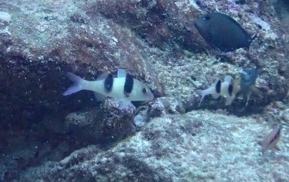 Image of Doublebar goatfish