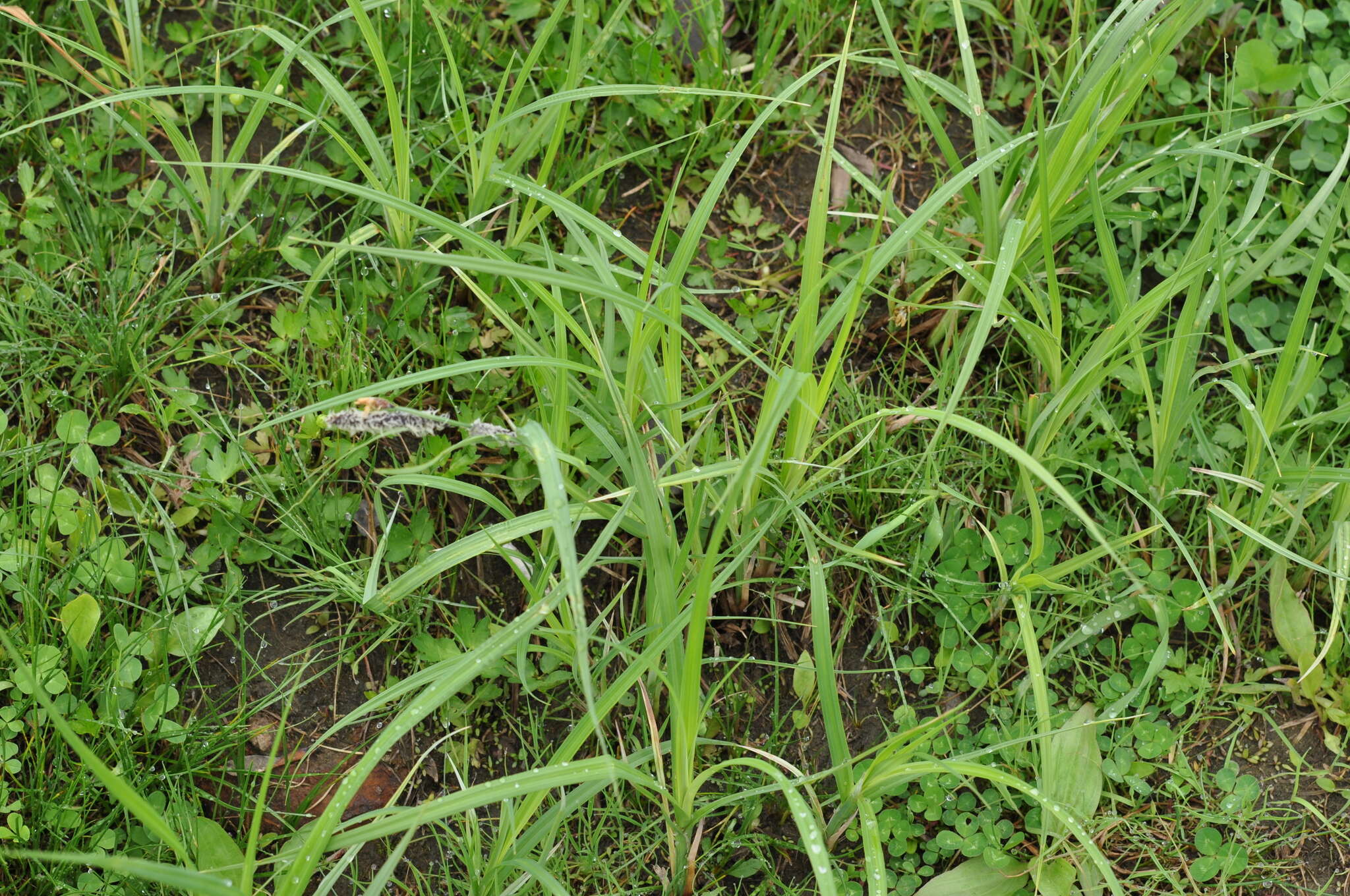 Carex acuta L. resmi