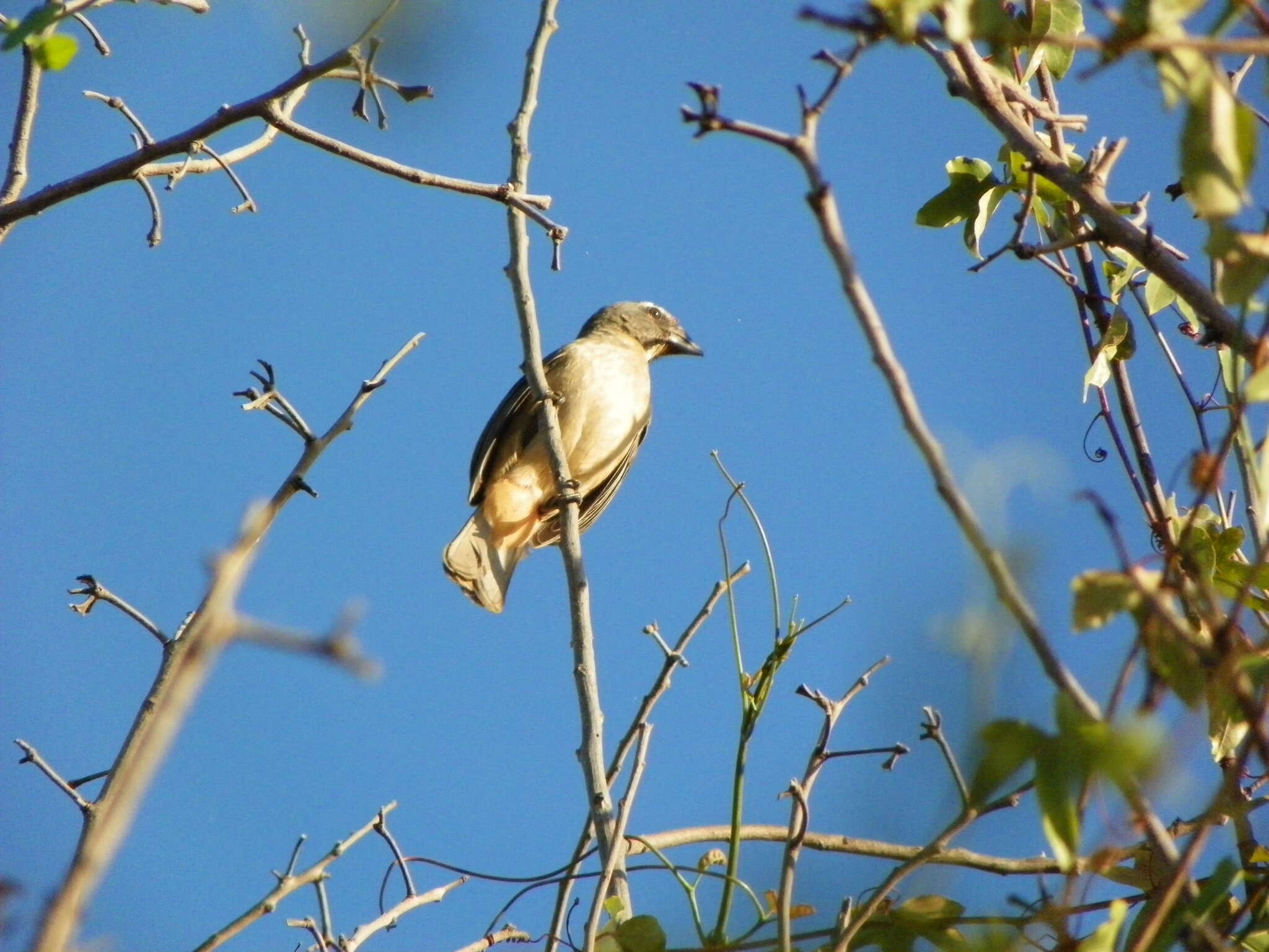 Image of Cinnamon-bellied Saltator