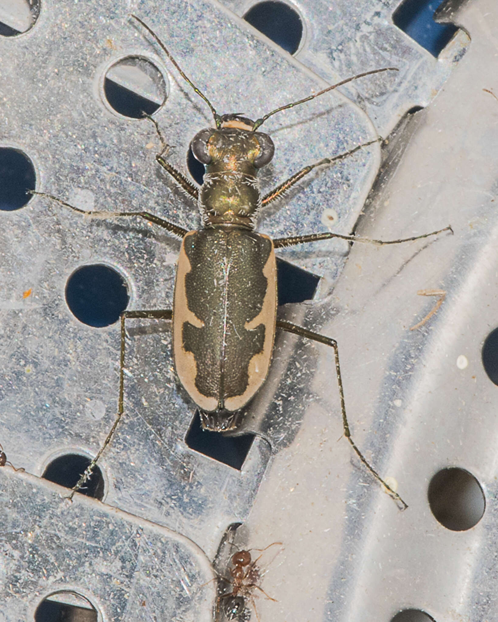 Image of Eunota circumpicta (La Ferté-Sénectère 1841)