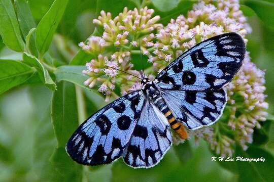 Imagem de Longicella mollis Walker 1856