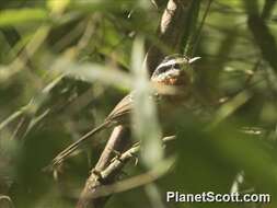 Image of Bertoni's Antbird