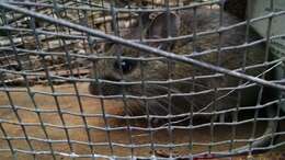 Image of Mexican volcano mouse