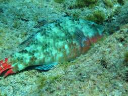 Image of Loosetooth parrotfish