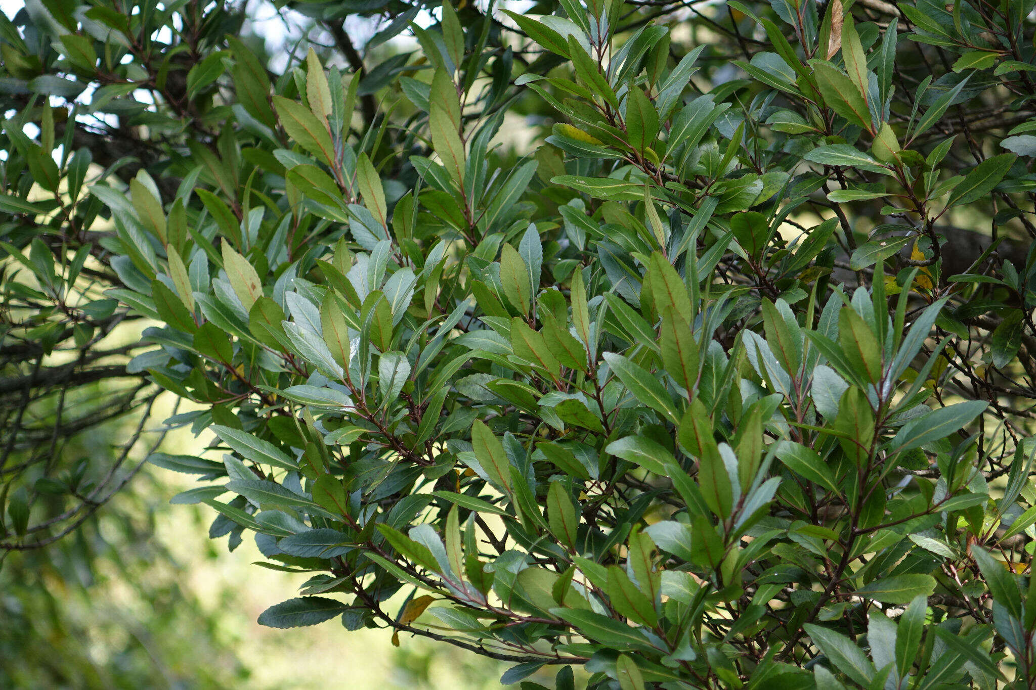 Image of Elaeocarpus hookerianus Raoul