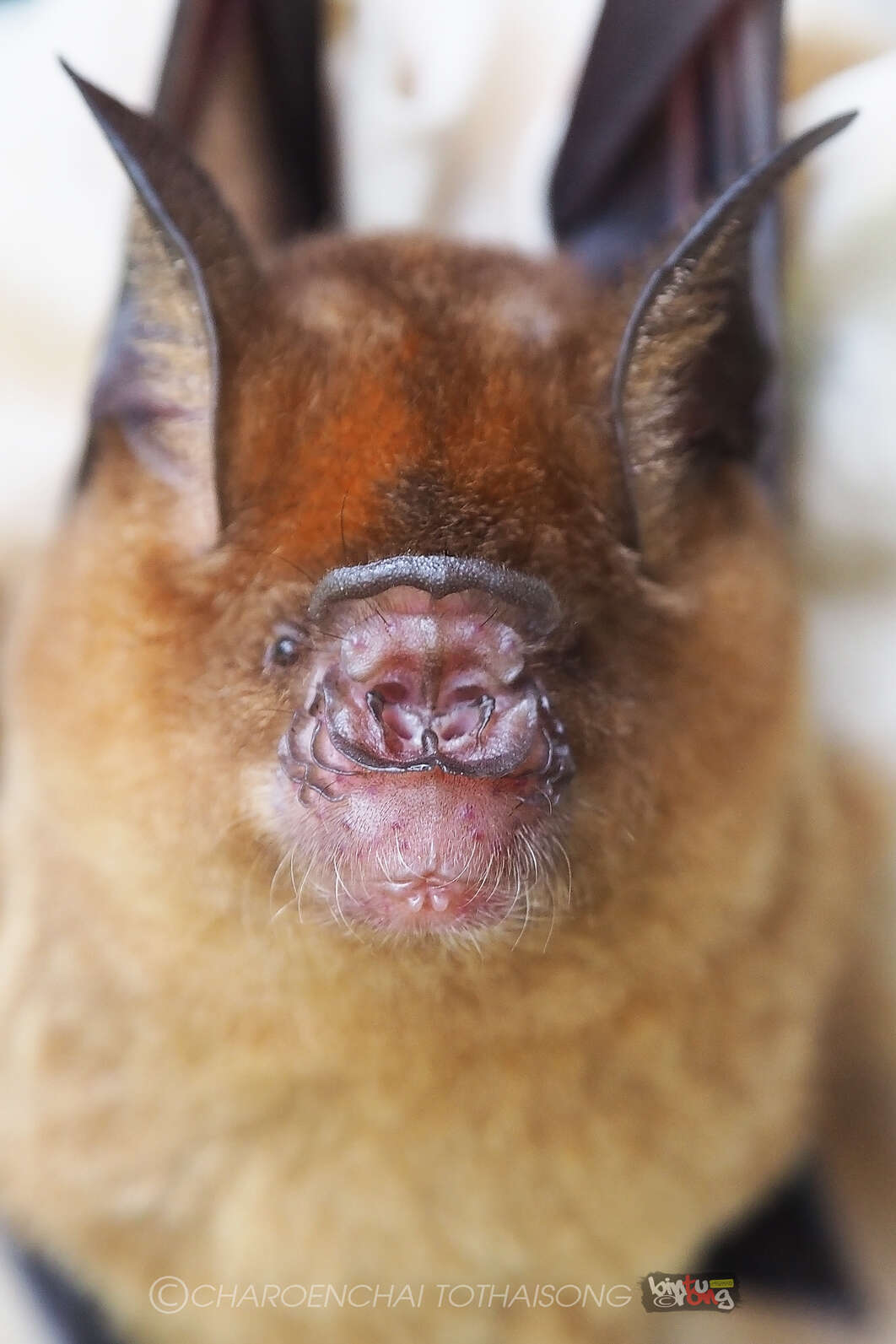Image of Horsfield's Leaf-nosed Bat