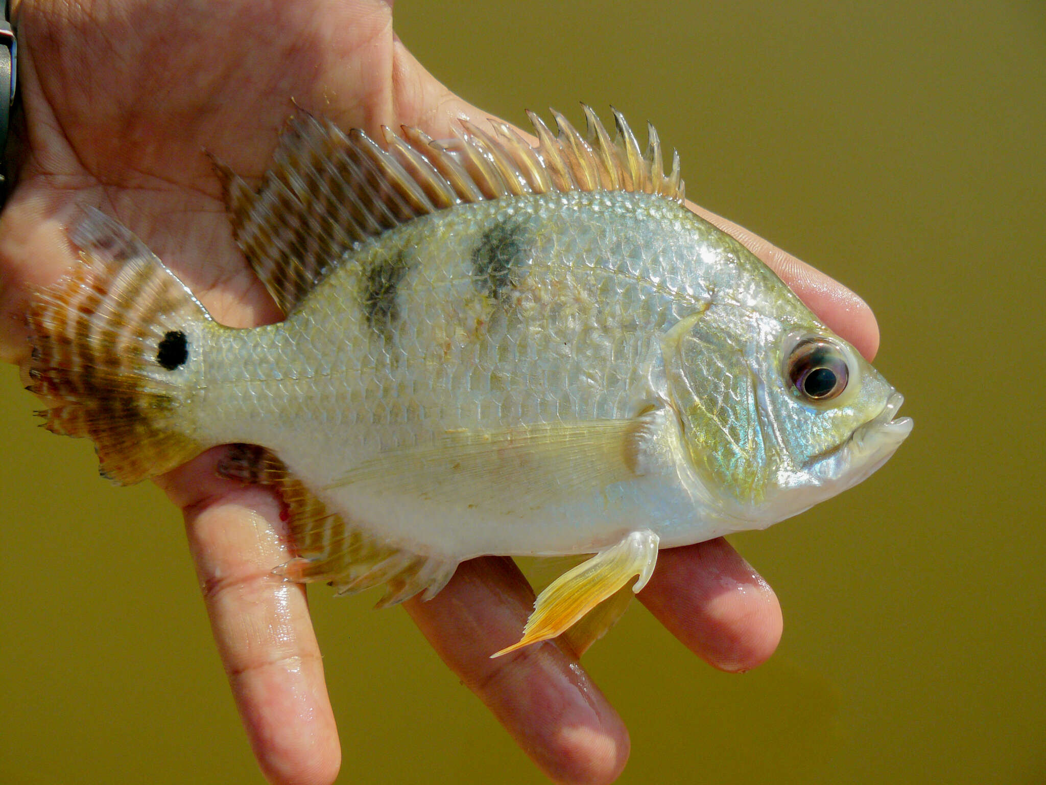 Image de Chaetobranchus