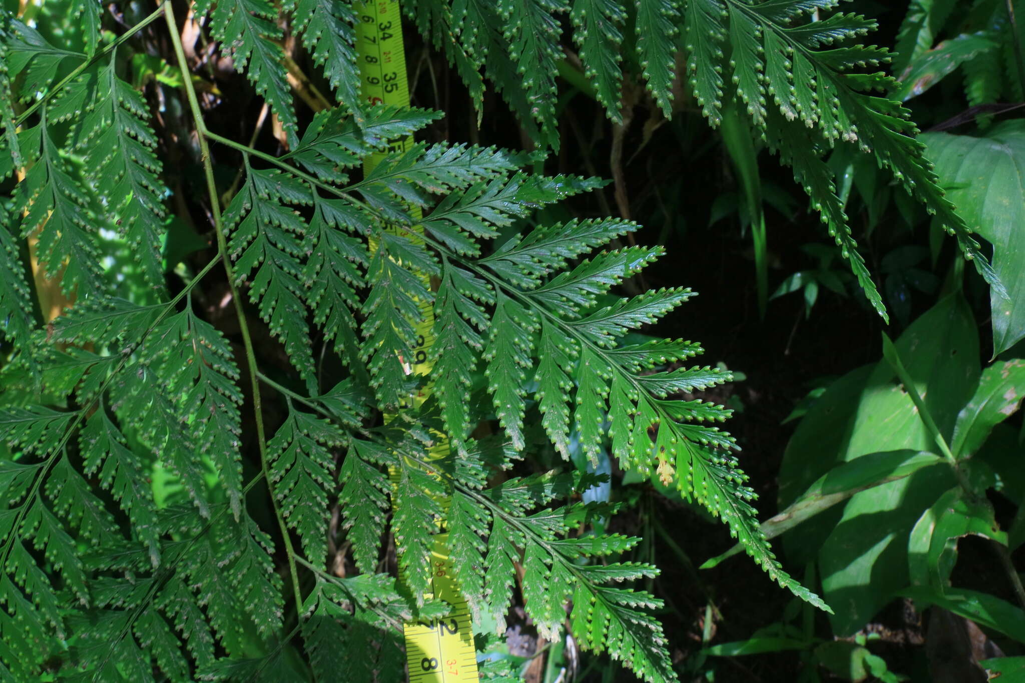 Image de Davallia denticulata (Burm. fil.) Mett. ex Kuhn