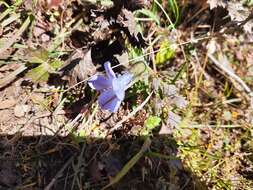 Image of Cyananthus lobatus Wall. ex Benth.