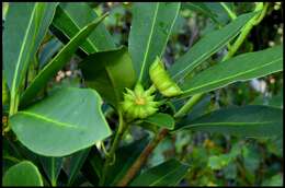 Image de Illicium parviflorum Michx.