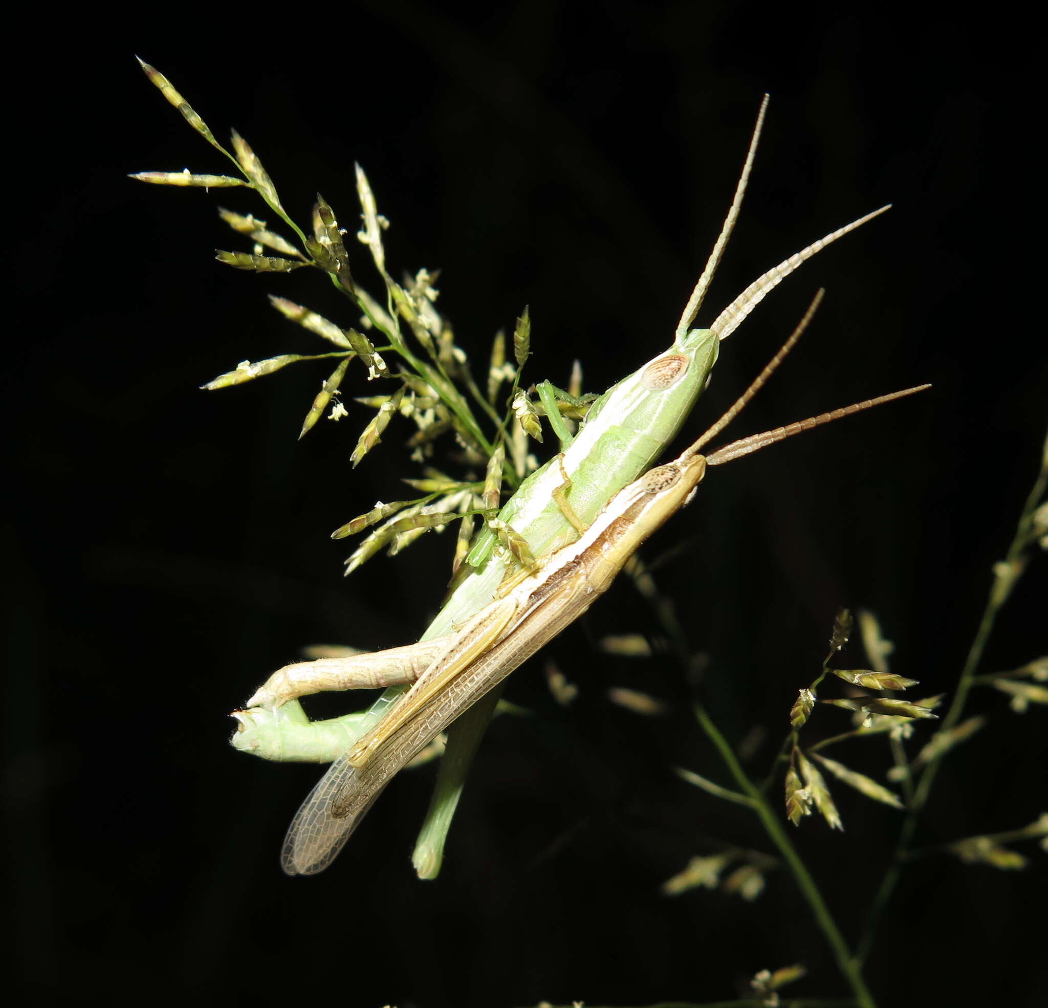 Paropomala pallida Bruner & L. 1904的圖片