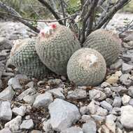 Image of Epithelantha greggii (Engelm.) Orcutt