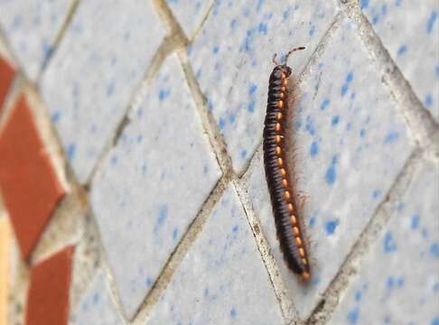 Image of Millipede