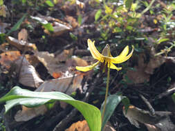 Image of dogtooth violet