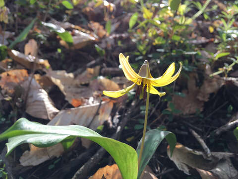 Imagem de Erythronium americanum subsp. americanum