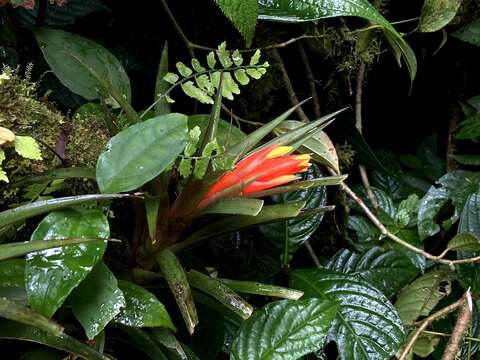 Image of tufted airplant