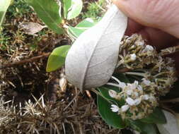 Image de Olearia avicenniifolia (Raoul) Hook. fil.