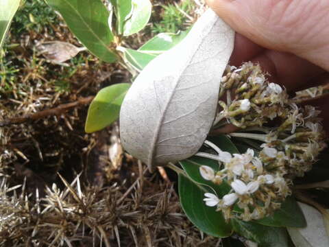 Image of Olearia avicenniifolia (Raoul) Hook. fil.