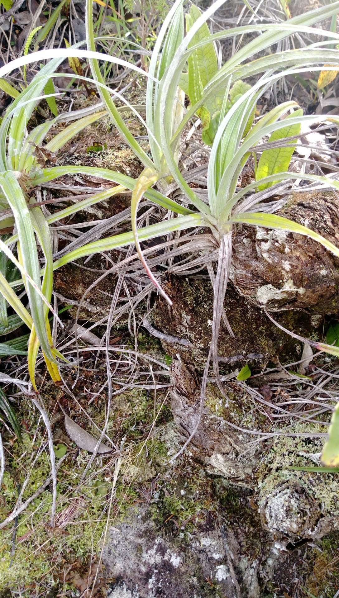 Plancia ëd Celmisia graminifolia Hook. fil.