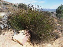 Image de Askidiosperma capitatum Steud.