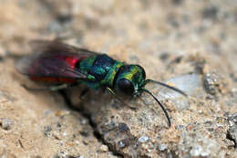 صورة <i>Pseudochrysis neglecta</i>