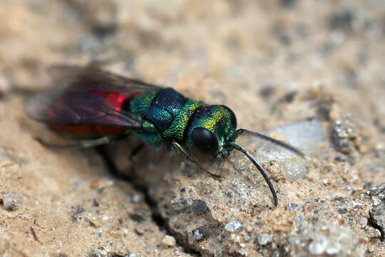 Image of <i>Pseudochrysis neglecta</i>