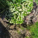 Image of Galium pyrenaicum Gouan