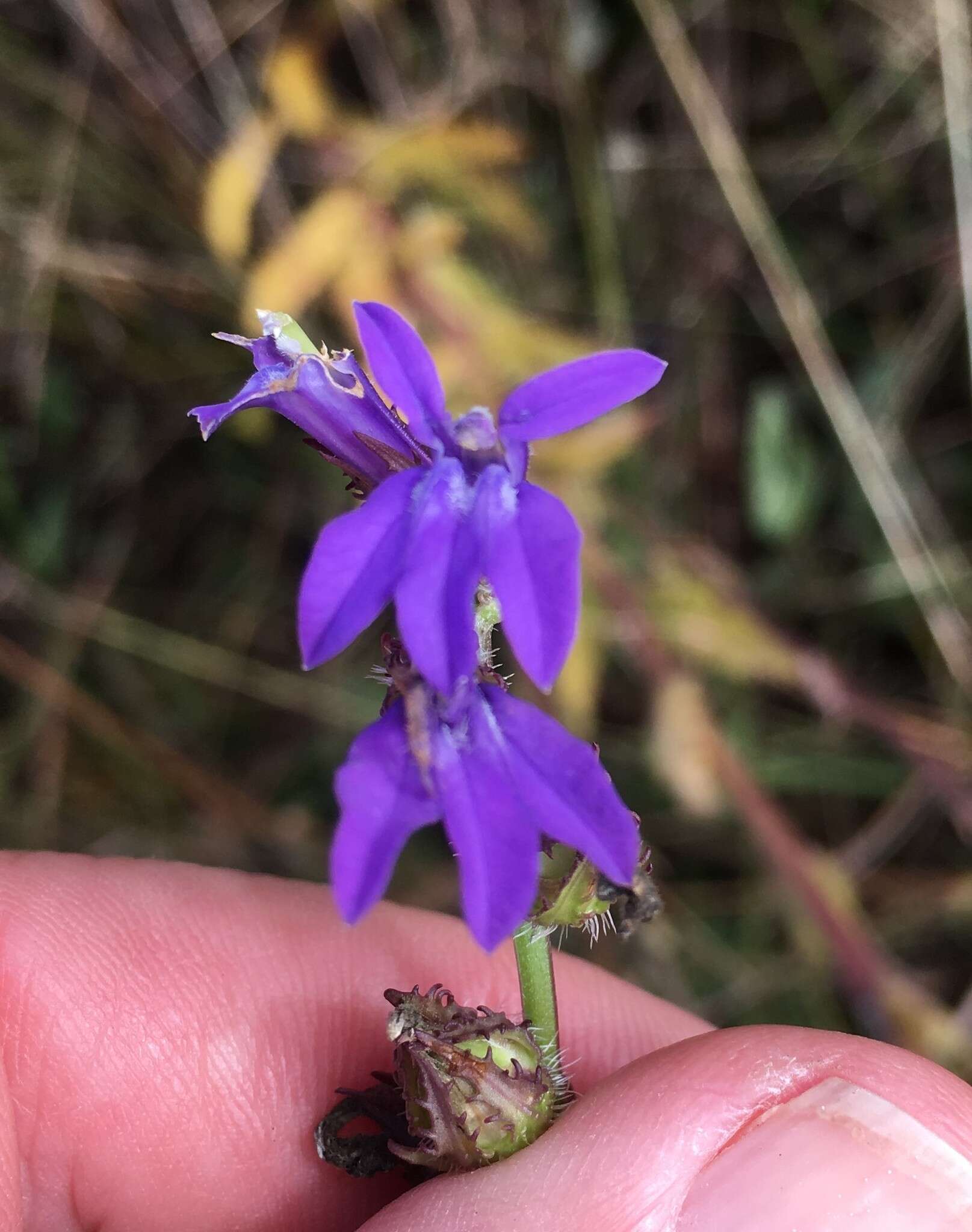 Plancia ëd Lobelia glandulosa Walter