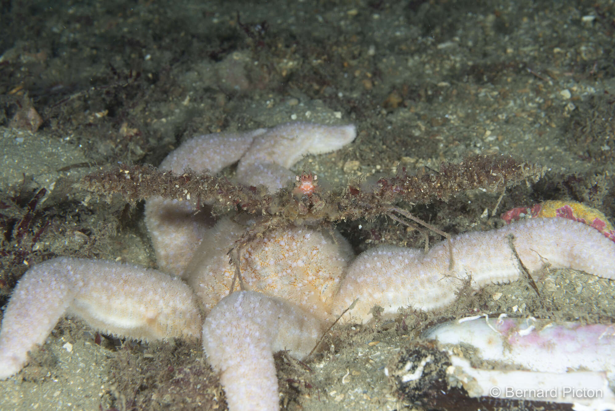 Pisaster brevispinus - Wikipedia