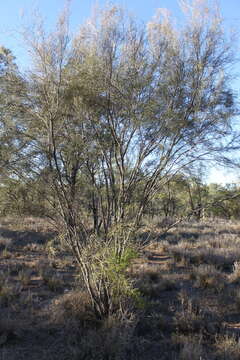 Image of Hakea leucoptera R. Br.