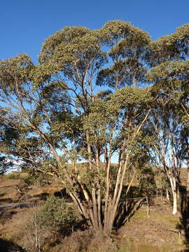 Image of Eucalyptus camphora subsp. humeana L. A. S. Johnson & K. D. Hill