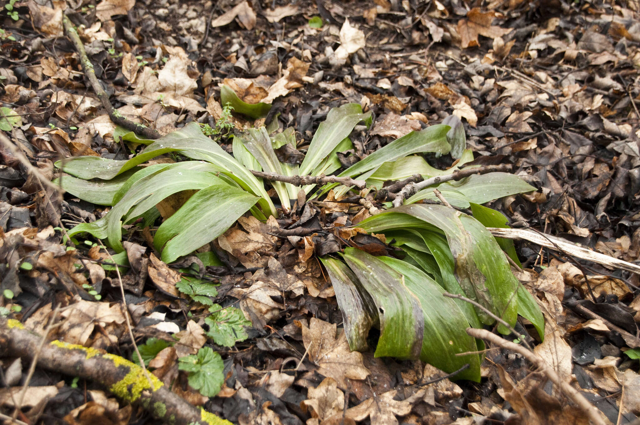 Image of Madonna lily