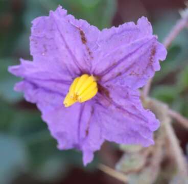 Image of Solanum diversiflorum F. Müll.