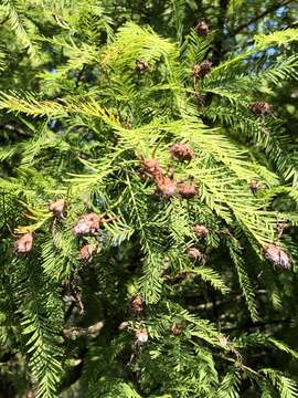 Image of Taxodium Rich.