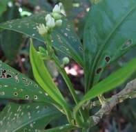 Image of Euodia hylandii T. G. Hartley